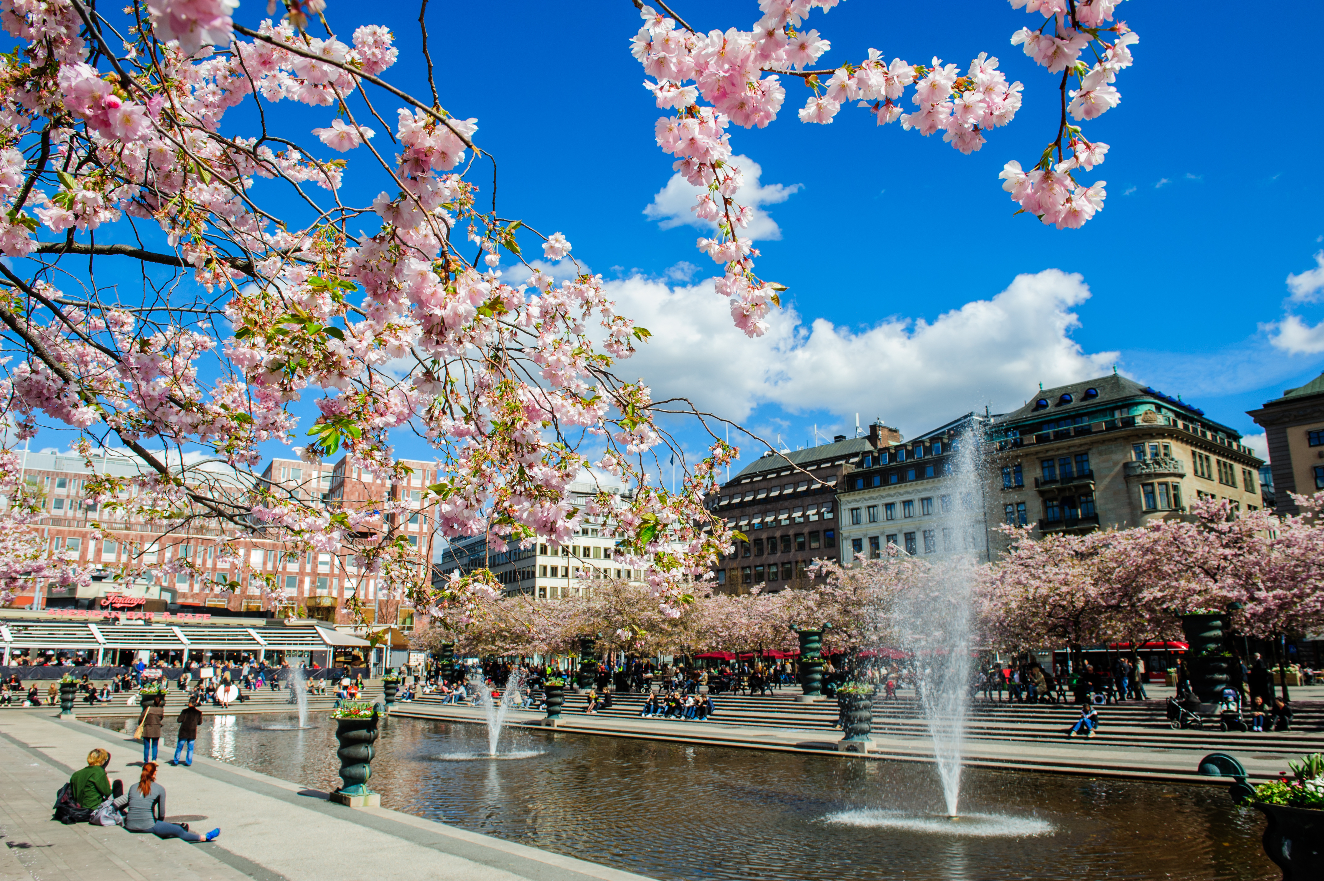 Cherry bloom in Stockholm