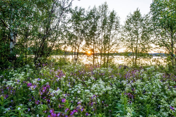 asaf_kliger-midsummer_in_northern_sweden-6509 (1).jpg
