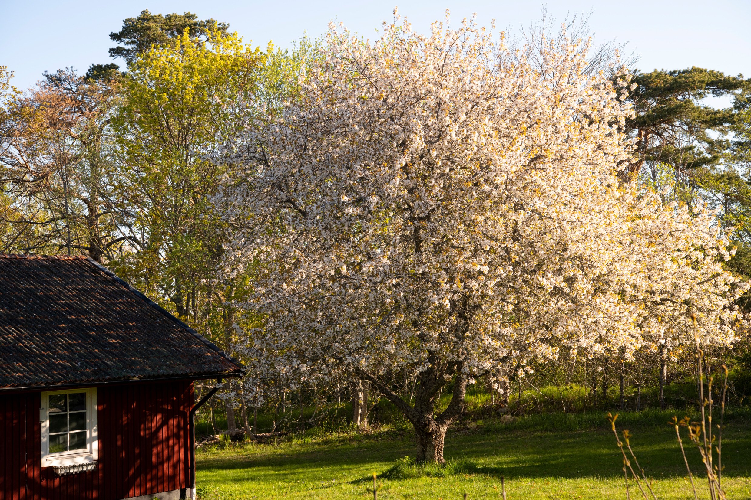 Röd liten stuga om våren i Stockholms skärgård. Photo: Lars Sjöqvist