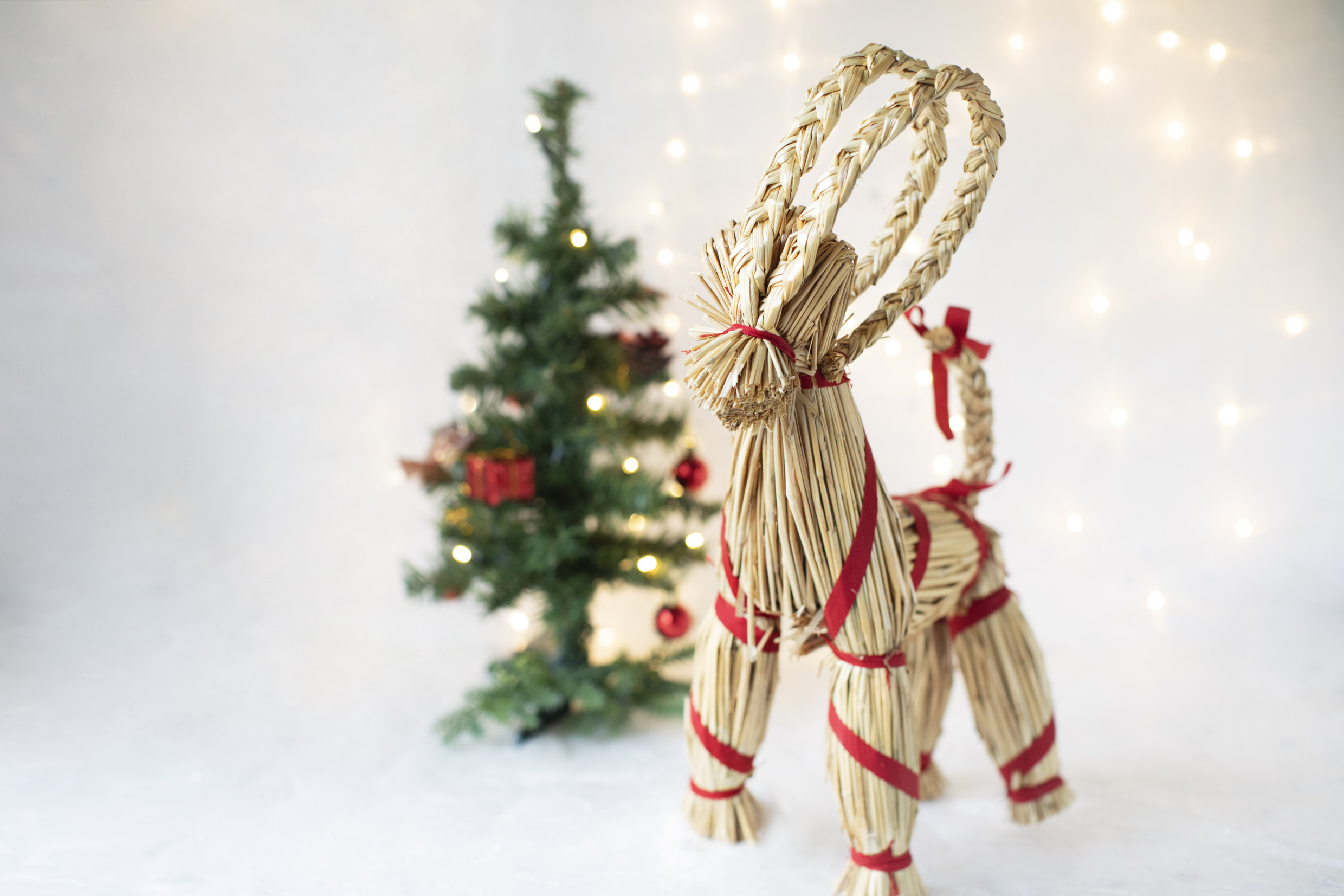 lieselotte van der meijs